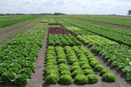 Reconocen tesis sobre agricultura sostenible