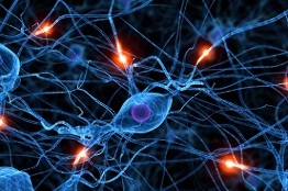 Estudian neuronas de sanguijuela para entender la liberación de serotonina