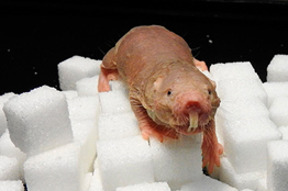 Investigadores de la UNAM analizan proceso de envejecimiento en roedor longevo