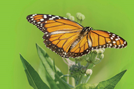 En peligro, la migración de la mariposa monarca en Norteamérica