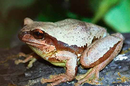Nueva especie de rana arborícola llevará nombre de un investigador de la UNAM