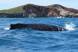 Estudian universitarios ballenas jorobadas en la Isla Socorro