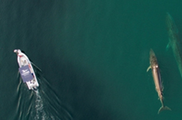 Baja California: Santuario de ballenas y de mamíferos marinos
