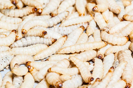 Buscan beneficios para la salud en gusano de harina y chapulín