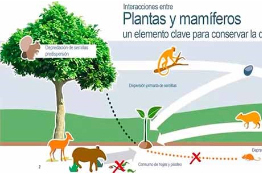 México cuenta con 496 especies de mamíferos terrestres