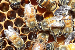 El 71% de los cultivos son polinizados por las abejas, de ahí la importancia de preservar dicha especie y crear conciencia, sobre todo en Sinaloa  