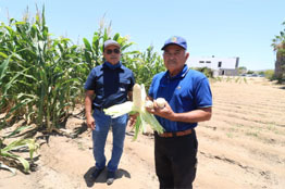 UABCS implementa innovador proyecto de agricultura orgánica en su campo agrícola