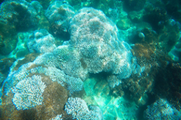 RECONOCE ANUIES ESFUERZO Y COLABORACIÓN CONJUNTA DE ESTUDIANTES E INVESTIGADORES DEL MAR EN BAJA CALIFORNIA