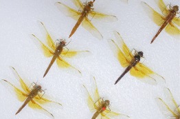 linaje prehistórico. (MORADO) UAA revela la asombrosa diversidad de libélulas, herederas de un linaje prehistórico y maestras de la evolución